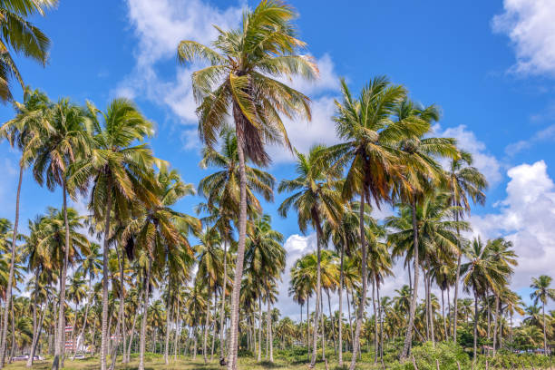 istock Coconut palm tree from Paiva beach 1223781482