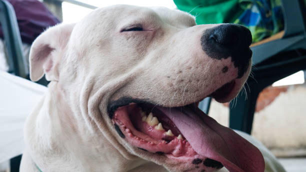 istock Smiling Dog Dogo Argentino - close up. 1223781484