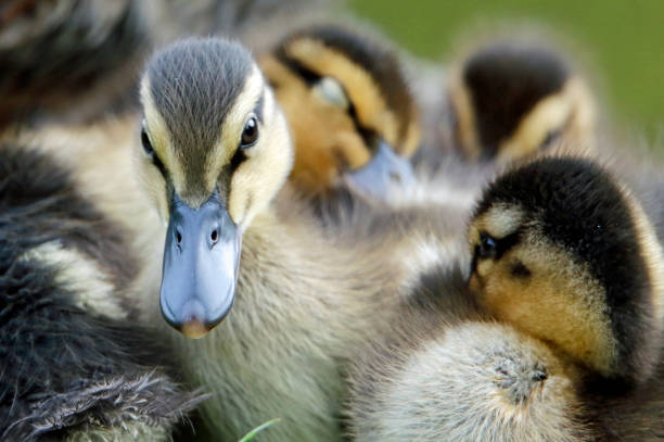 istock Mallard duckling at the lake 1223782124