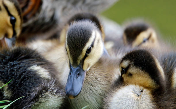 istock Mallard duckling at the lake 1223782151