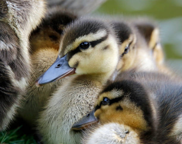 istock Mallard duckling at the lake 1223782212