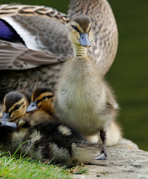 istock Mallard duckling at the lake 1223782218