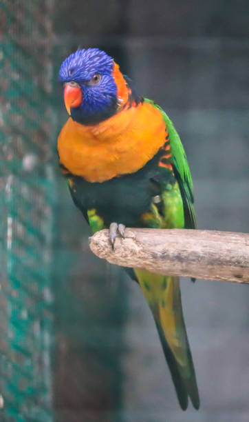 istock Colorful Parrot sitting on a branch 1223782277