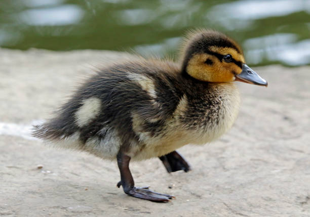 istock Mallard duckling at the lake 1223782289