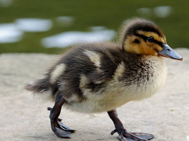 istock Mallard duckling at the lake 1223782297
