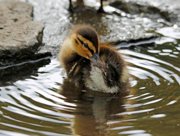 istock Mallard duckling at the lake 1223782323