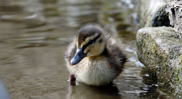 istock Mallard duckling at the lake 1223782342