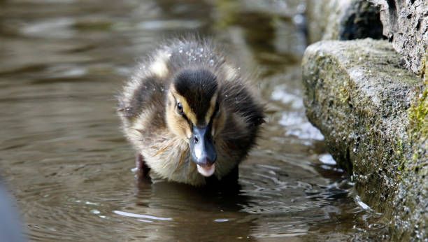 istock Mallard duckling at the lake 1223782360