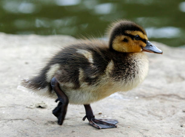 istock Mallard duckling at the lake 1223782361
