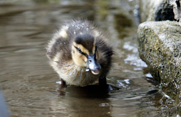 istock Mallard duckling at the lake 1223782408