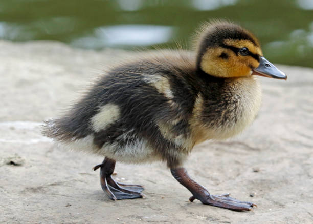 istock Mallard duckling at the lake 1223782417