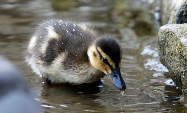 istock Mallard duckling at the lake 1223782422