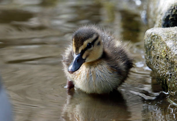 istock Mallard duckling at the lake 1223782423
