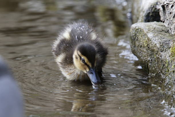 istock Mallard duckling at the lake 1223782485