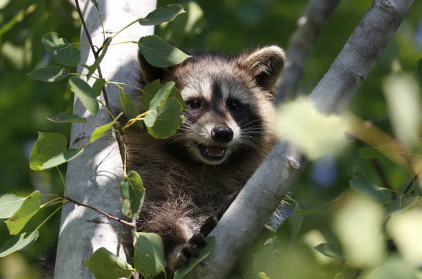 istock raccoon in a tree during summer 1223782534