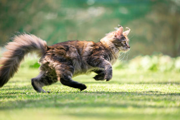 maine coon cat side view of a young playful maine coon cat running outdoors on grass playing on a sunny day tortoiseshell cat stock pictures, royalty-free photos & images