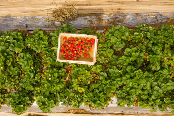 Boxes with strawberries on the strawberry field