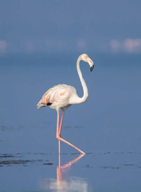 Photo of Flamingo walking on a lake