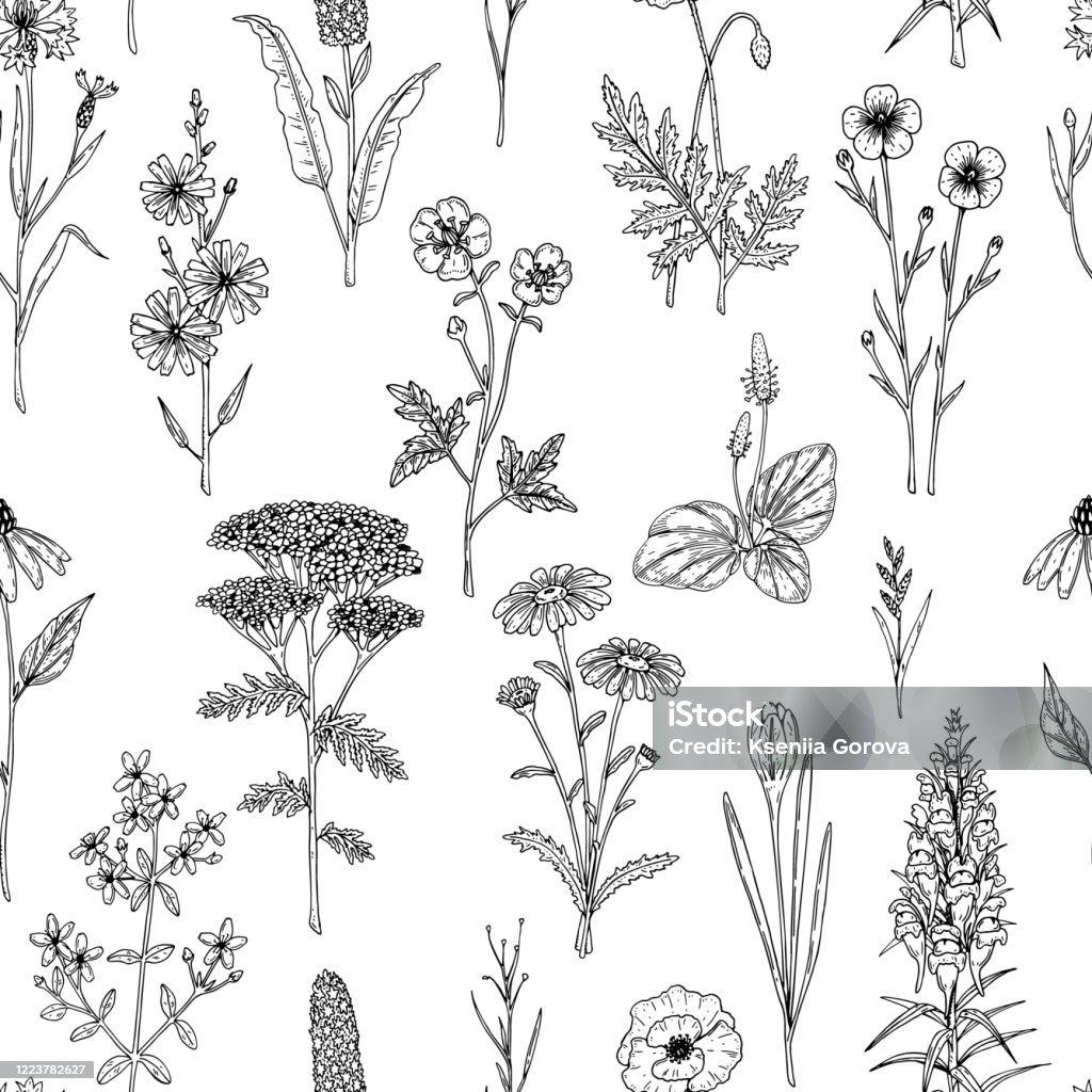 Hand Drawn Meadow Flowers Seamless Pattern Vector Illustration In ...