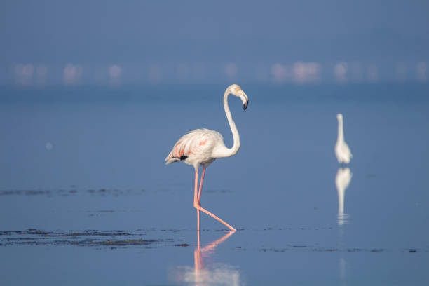 istock Flamingo walking on a lake 1223782666