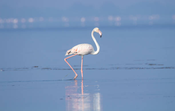 istock Flamingo walking on a lake 1223782745
