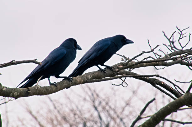 istock Crow family VD702 1223783759