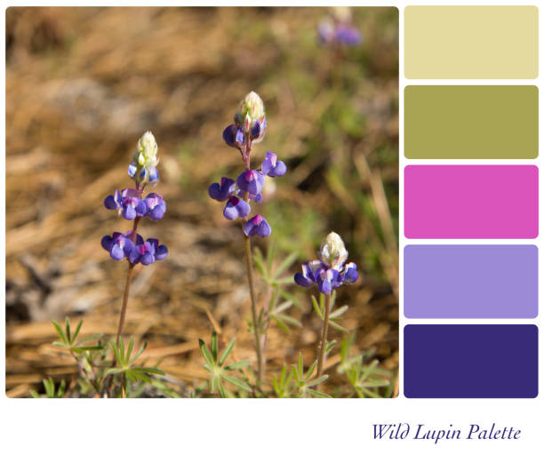 istock Wild Lupin Palette 1223783844