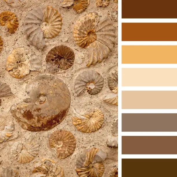 A background of numerous ammonite fossils, in various sizes, in a colour palette with complimentary colour swatches.
