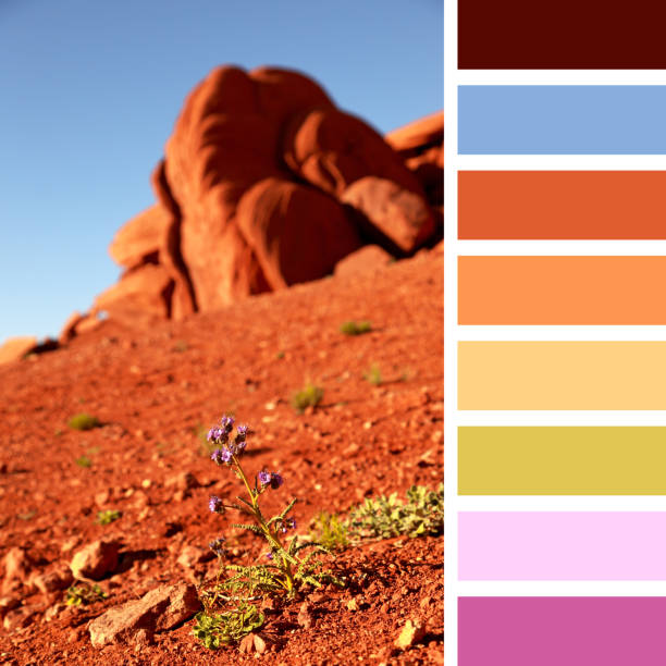 istock Wildflower in Monument Valley palette 1223783852