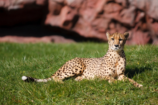 A beautiful, majestic cheetah resting in a lush green grassland.