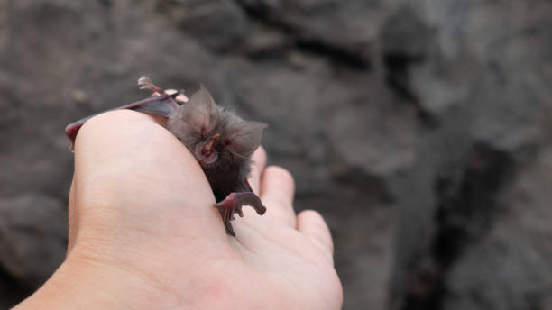 istock Coronavirus 2019-nCoV concept. Hand holding bat which is the viruses and disease. 1223784938