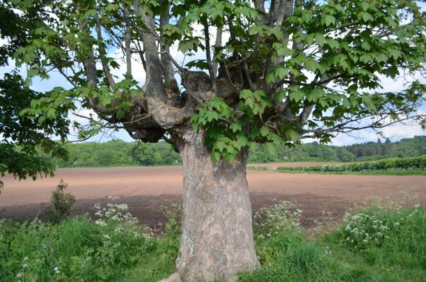 istock Gnarly tree in the English countryside. 1223784984