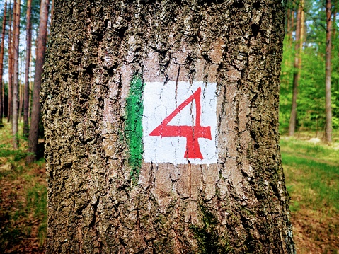 Number 4 on a tree