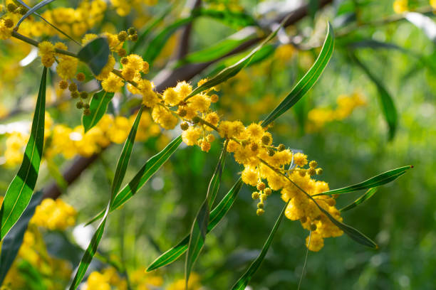 istock Acacia Saligna (Acacia cyanophylla,  coojong, golden wreath, orange wattle, blue-leafed, Western Australian golden, Port Jackson willow) branch in full bloom 1223786507