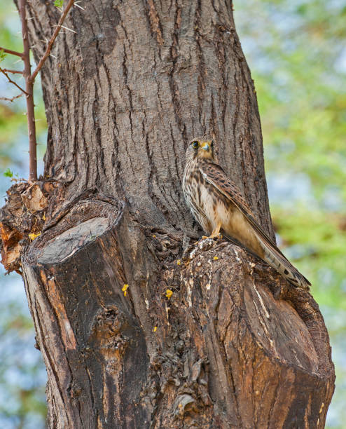istock Wild female common kestrel perched on a tree trunk 1223786893