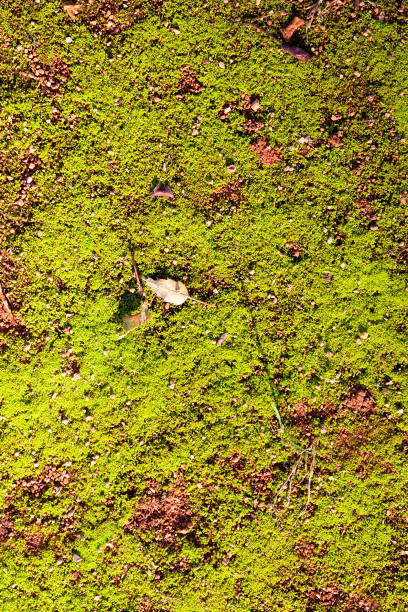 istock lots of moss 1223787669