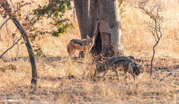 два шакала (canis mesomelas) в национальном парке хванге, зимбабве - hwange national park стоковые фото и изображения