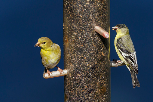 Gold finch perched on a bird feeder in the Willamette Valley of Oregon. Has a Blue sky background. Edited.