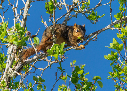 Eastern fox squirrel on a branch near the top of a tree. Shows spring growth on the tree, with a blue sky background.