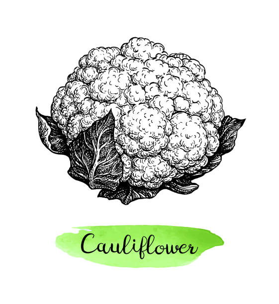 szkic atramentu kalafiora. - cauliflower white backgrounds isolated stock illustrations
