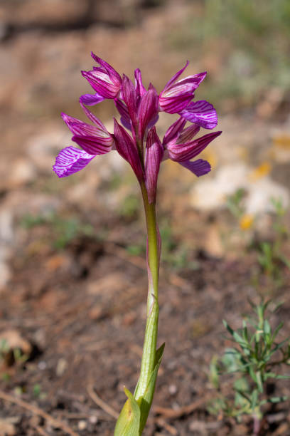 istock Orchis papilionacea (pink butterfly orchid) wildflower in natural environment 1223788315