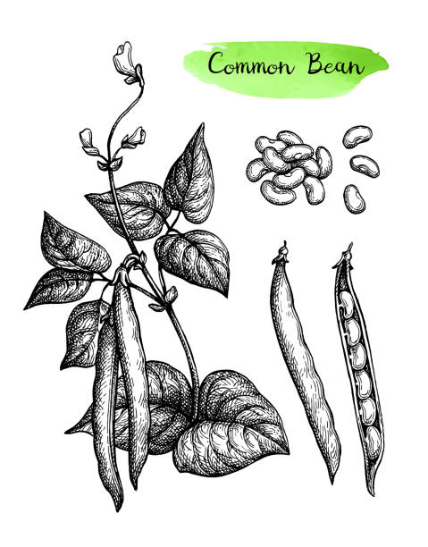 Ink sketch of common bean Common bean plant and pods. Ink sketch set isolated on white background. Hand drawn vector illustration. Retro style. bean stock illustrations