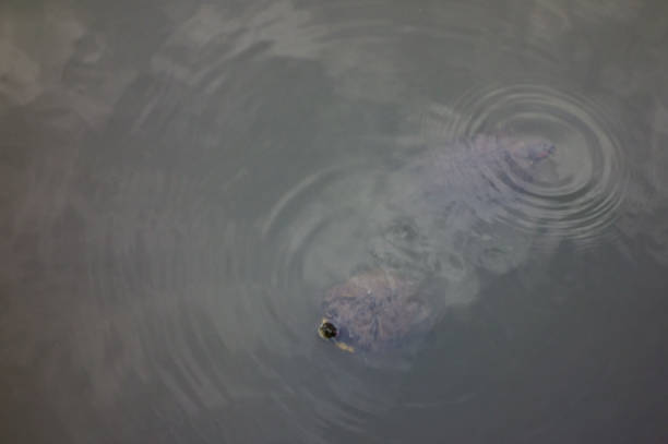 istock A mud turtle that floats freely and wanders around 1223790136