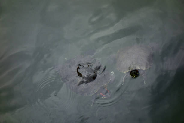 istock A mud turtle that lives in a pond. 1223790243
