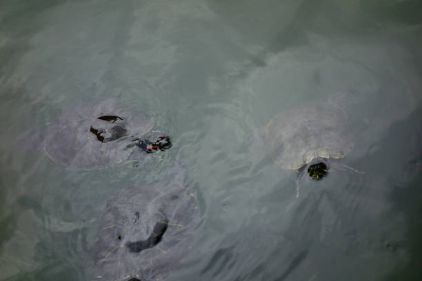 istock A mud turtle that lives in a pond. 1223790251