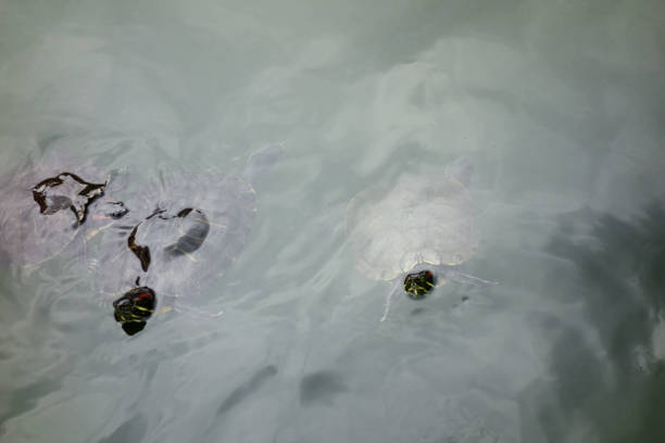 istock A mud turtle that lives in a pond. 1223790259