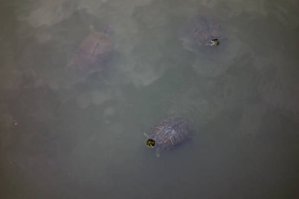 Mud turtles floating around in a swamp in a mountain village park