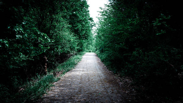 istock Dark green forest in summer time. 1223790596