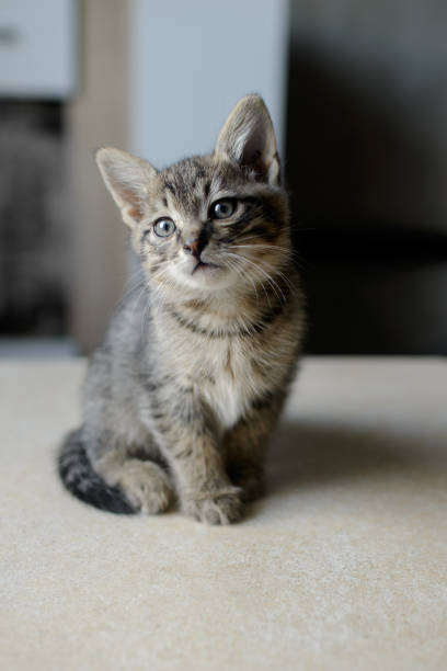 istock little kitten sitting looking straight 1223791401