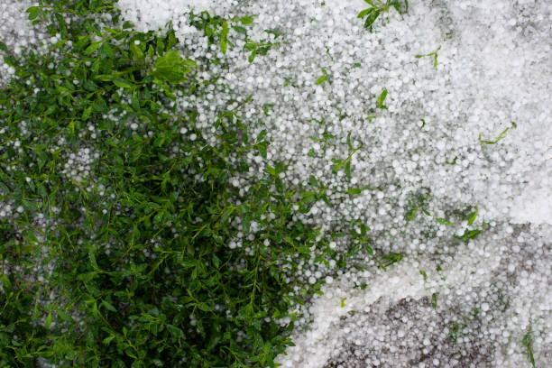 istock Many hails on the green grass. A strong, dangerous thunderstorm with hail 1223791607